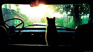 orange cat, car, cat, Sun