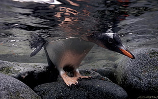 Penguin,  Under water,  Rocks,  Walking HD wallpaper