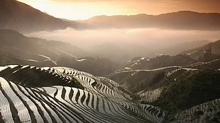 rice fields, landscape, Vietnam, field HD wallpaper
