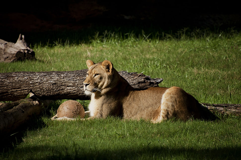 Lioness staring at the horizon during daytime HD wallpaper