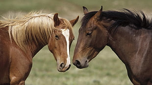 two brown horses, horse, animals HD wallpaper