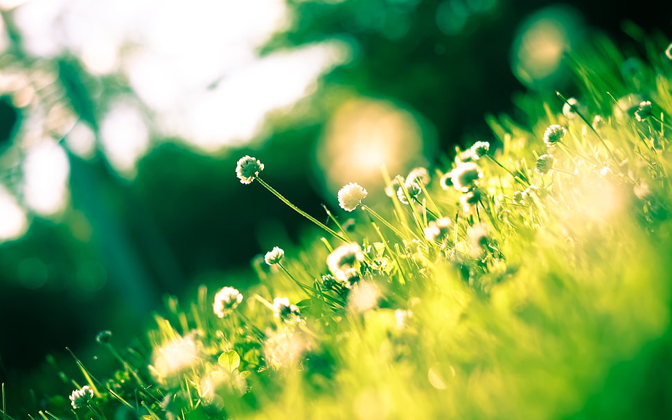 green grass at daytime HD wallpaper