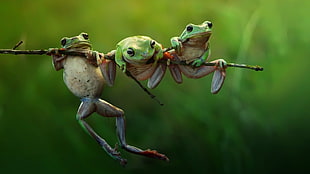 selective focus photography of three green frogs on tree trunk HD wallpaper