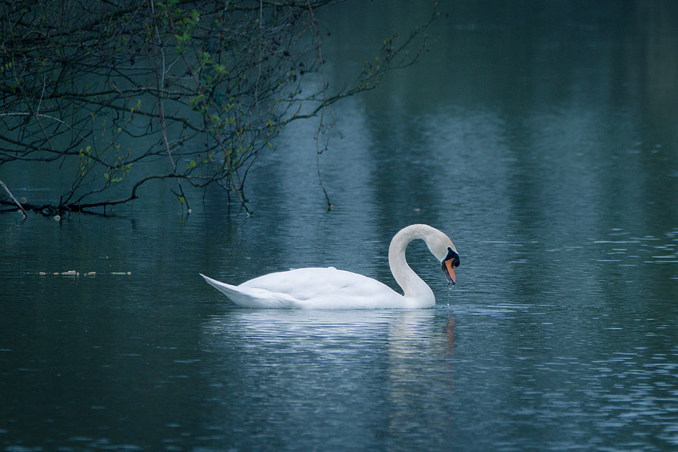 white, black, and orange Swan in body of water HD wallpaper