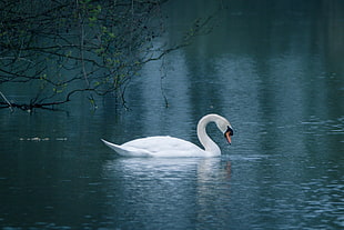 white, black, and orange Swan in body of water