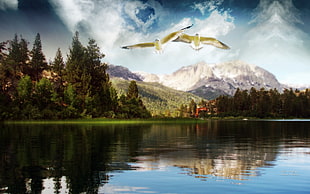 Birds,  Flight,  Lake,  Mountains HD wallpaper