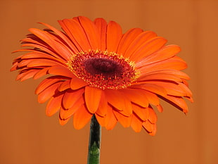 selective focus photography of orange Daisy flower