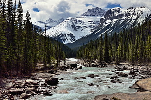 river and trees during day time, icefields parkway HD wallpaper