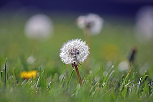 soft focus photography of dandelion
