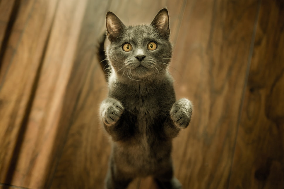 short-fur gray cat, Cat, Kitten, Standing HD wallpaper