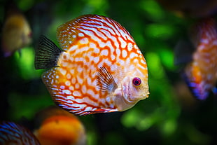 shallow focus photography of orange and white discus fish