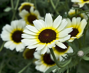 selective focus photography of white daisy in full bloom HD wallpaper