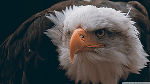 bald eagle, eagle, birds, animals, closeup HD wallpaper