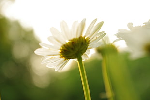 white Daisy flower bloom during daytime HD wallpaper