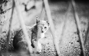 cat in grayscaled photography