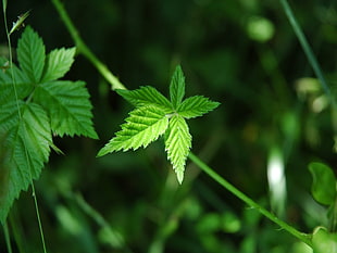 green cannabis leaf HD wallpaper