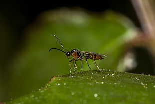 shallow focus photography of brown insect on green leaf, aphidius, aphid