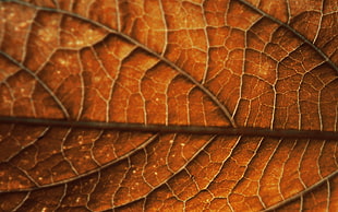 close up photo of dried leaf HD wallpaper