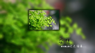 green leafed plant, plants, digital art, collage