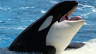 Orca killer whale during daytime HD wallpaper