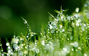 green plant with dew HD wallpaper