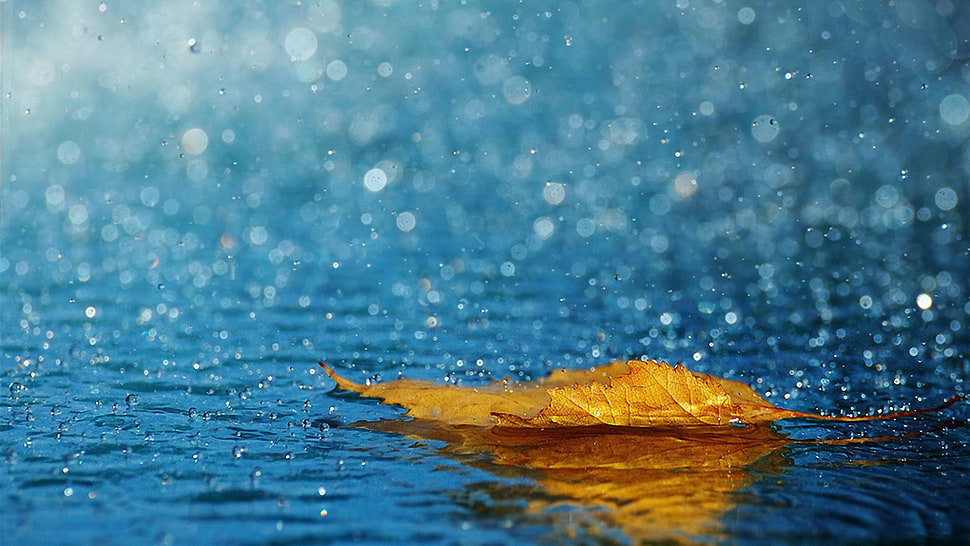 yellow leaf on body of water with droplets HD wallpaper