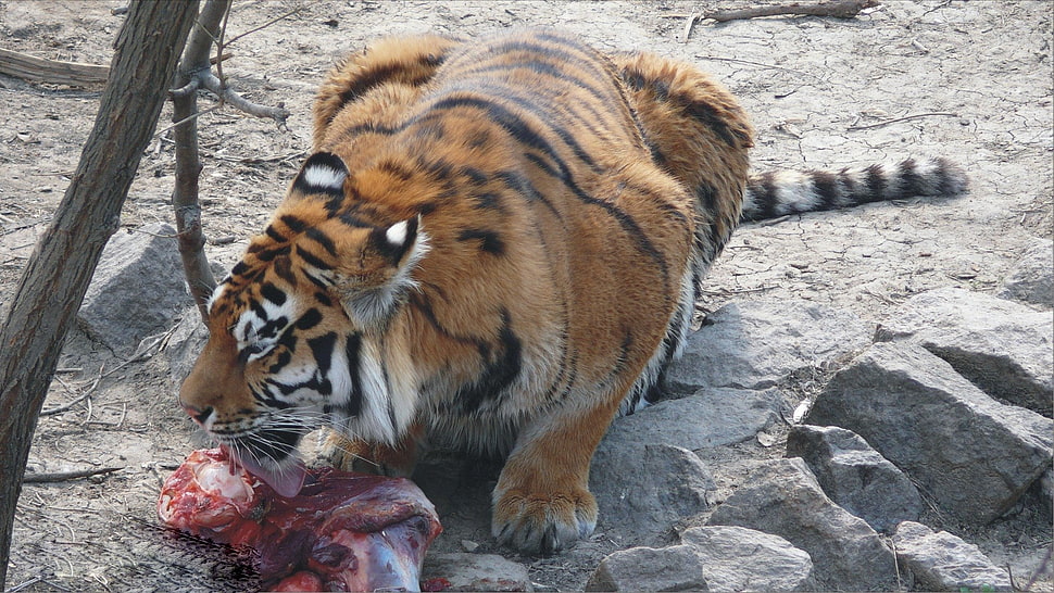 Bengal Tiger eating raw meat at daytime HD wallpaper