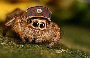 brown jumping spider, spider, animals, insect HD wallpaper