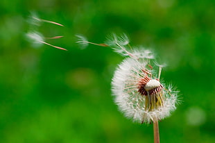 wind blowing dandelion buds in selective focus photography