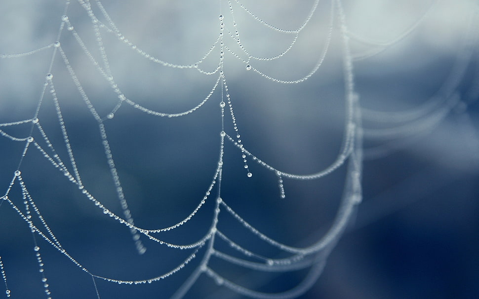 white web close-up photography HD wallpaper