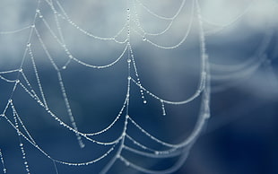 white web close-up photography