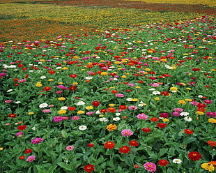 bed of assorted color flowers