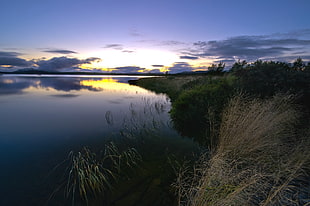 photo of green and brown leaf grass along river bank