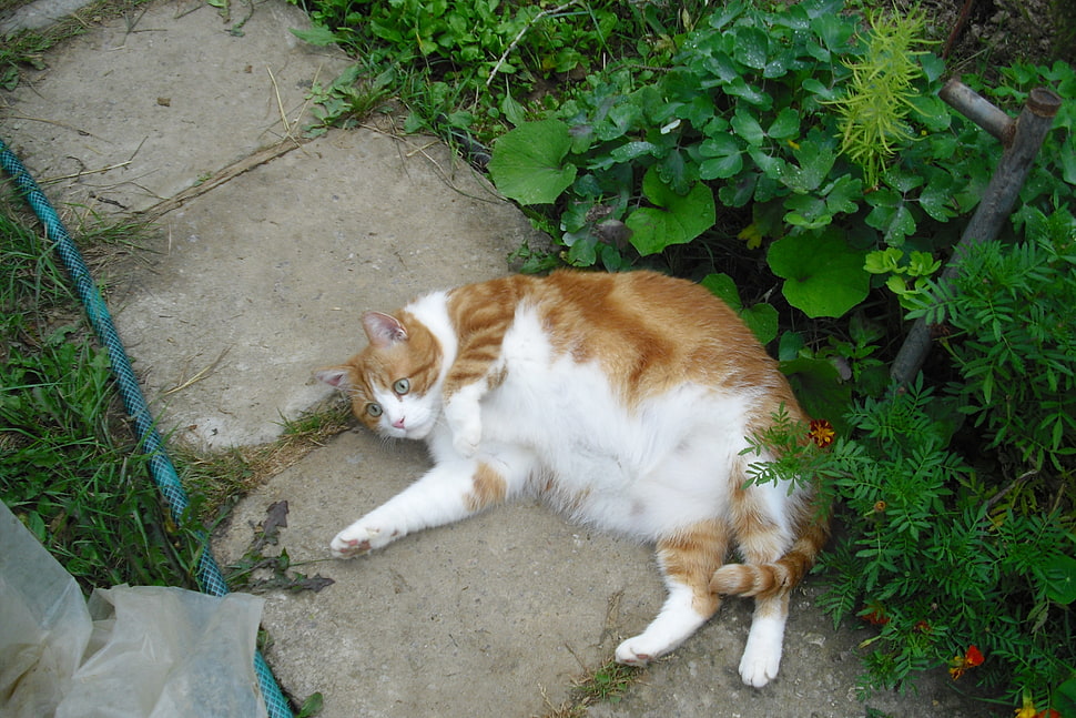 orange Tabby cat laying on concrete pathway HD wallpaper