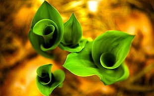 shallow focus photography of green leaves