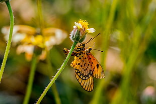 two yellow-and-black butterflies of yellow flower during daytime