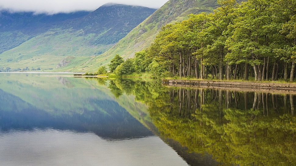 green trees, landscape HD wallpaper