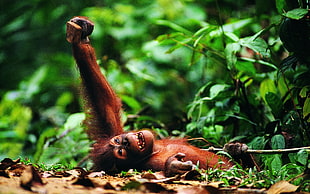 selective photo of brown chimpanzee laying on brown ground with left arm raised up
