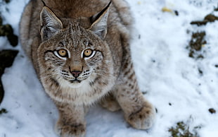 brown lynx on snow