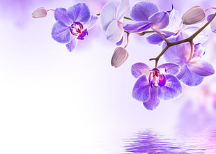 purple flowers, orchid, flower, 4k