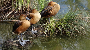 three brown ducklings on grass