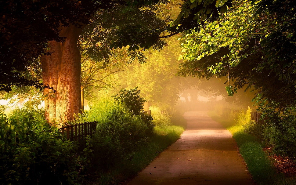 brown and green trees painting, pathway, trees, plants HD wallpaper