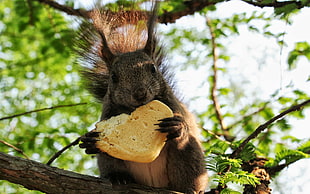 squirrel holding and eating a biscuit on tree during daytime