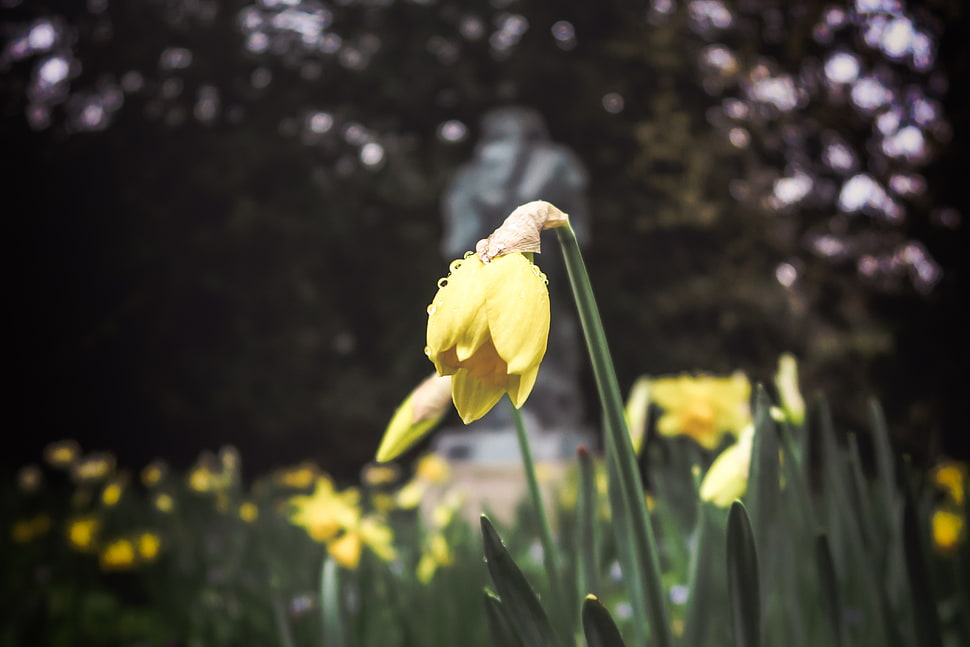 yellow tulip flower bud HD wallpaper