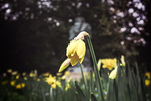 yellow tulip flower bud