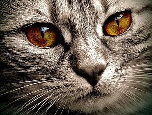macro photography of brown eyed brown tabby cat