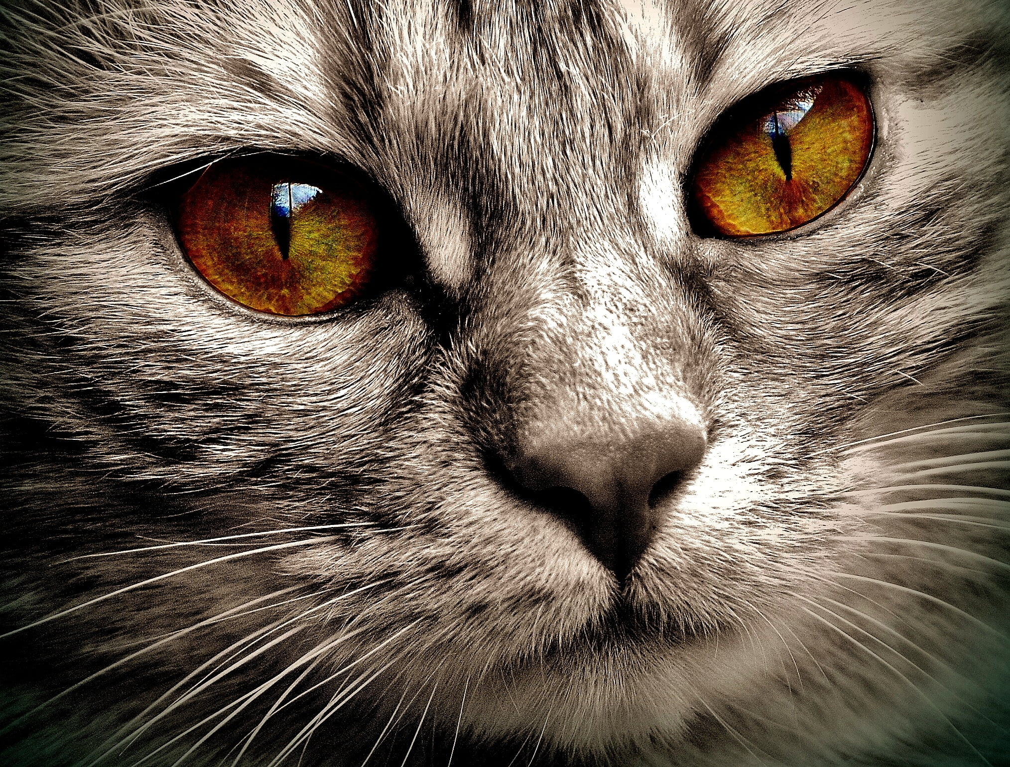 Macro photography of brown eyed brown tabby cat HD ...
