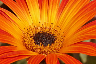 close up photo of orange flower HD wallpaper