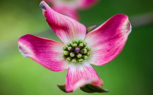 pink dogwood flower in close up photography