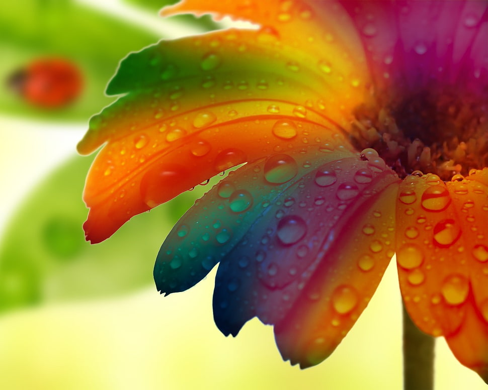 assorted-color daisy flower, nature, flowers, macro HD wallpaper